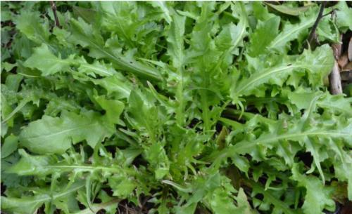 優(yōu)質(zhì)野菜種子濟(jì)南批發(fā)，大葉薺菜種子菱角菜種子