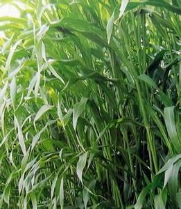 一年生禾本科優(yōu)質(zhì)牧草品種_高丹草種子