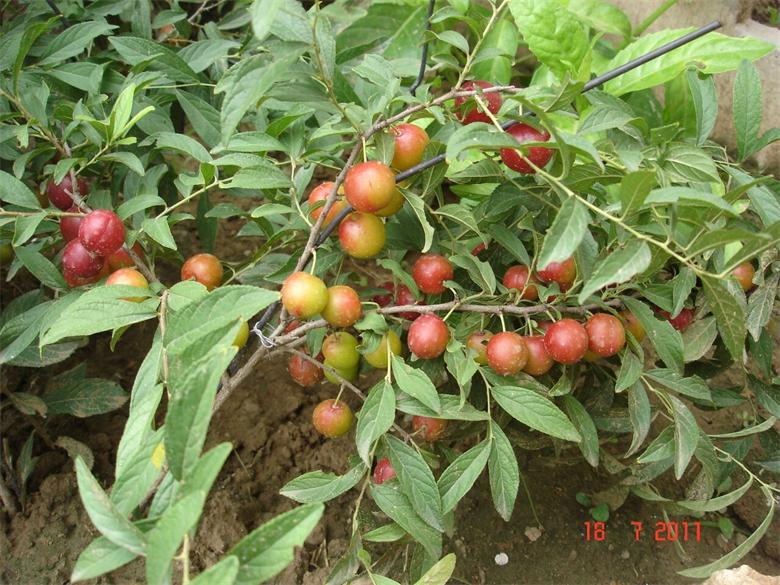 鈣果6號種苗濟(jì)南批發(fā)