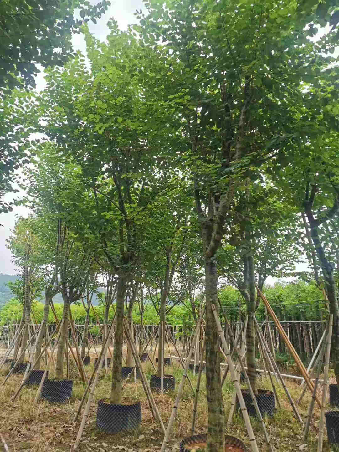 普寧宮粉紫荊袋苗產(chǎn)地_宮粉紫荊袋苗供應(yīng)商
