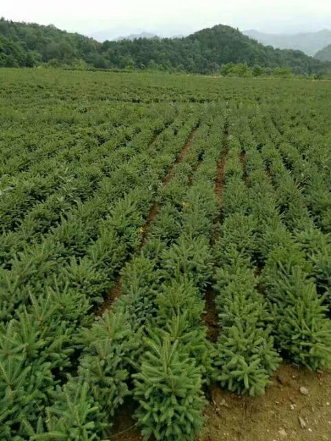 批發(fā)甘肅云杉_云杉種植面積大_云杉規(guī)格齊全