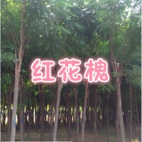 河北紅花刺槐 10公分紅花刺槐價格 河北紅花刺槐基地