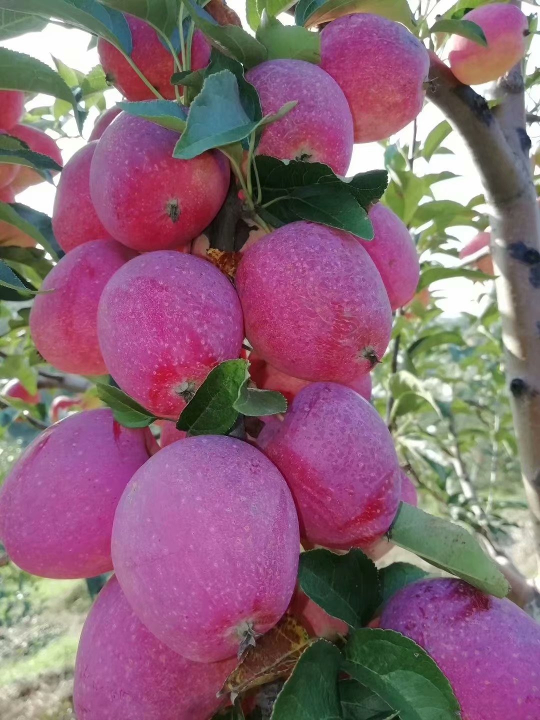 吉林雞心果苗_錦繡海棠果樹(shù)苗價(jià)格_嫁接蘋果苗基地