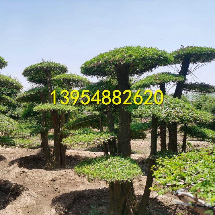 山東造型対節(jié)白蠟；泰安対節(jié)白蠟；云片造型対節(jié)白蠟