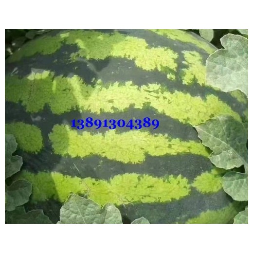 陜西大棚金城5西瓜產(chǎn)地，陜西長花皮西瓜產(chǎn)地批發(fā)